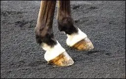 Le finose existe-t-il chez le cheval ?