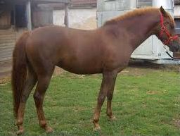 Quiz Chevaux