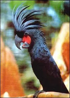 De quel cacatos s'agit-il ?