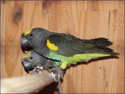 De quel perroquet s'agit-il ?