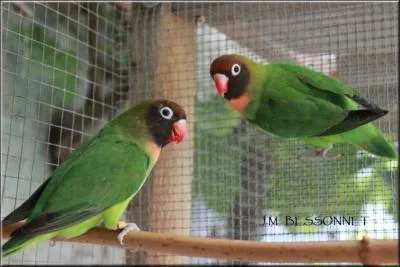 De quels insparables s'agit-il ?