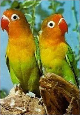 De quels insparables s'agit-il ?