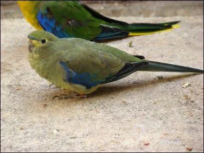 De quelle perruche s'agit-il ?