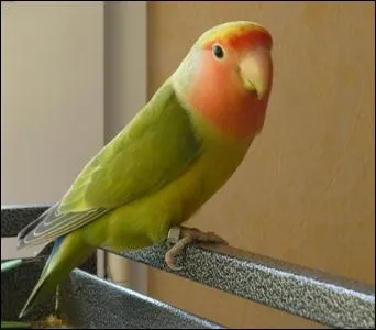 De quel insparable s'agit-il ?