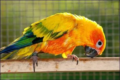 De quelle perruche s'agit-il ?