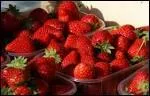 Plus ou moins parfumes, certaines charnues, d'autres croquantes ou juteuses, combien existe-t-il de varits de fraises ?