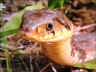 Le serpent possde deux petites fossettes thermosensibles, qui lui permettent de reprer sa proie !