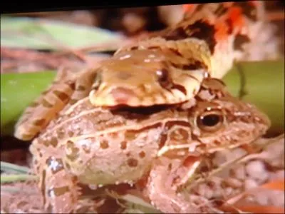 Que vient d'attraper ce serpent ?