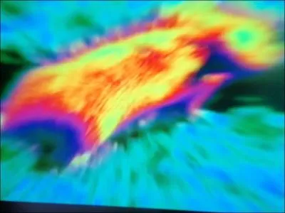 Cette image reprsente un rat, quel animal le peroit de cette faon ?