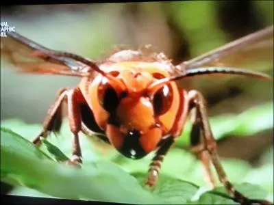 C'est le frelon d'Asie, quels autres insectes attaque-t-il en priorit ?