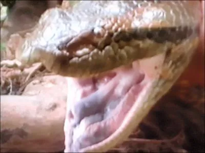 Il peut avaler un pcari !