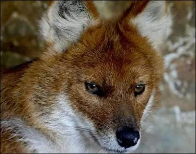 Ce chien sauvage s'appelle le dhole, o peut-on le rencontrer ?