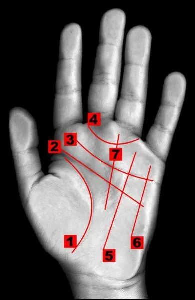 L'art consistant  lire les lignes de la main est la chiromancie. Il est pratiqu dans les pays d'Orient depuis plus de 5 000 ans. Sur la photo ci-contre, quel numro porte la ligne de coeur ?