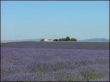 Dans quelle rgion peut-on apercevoir ces champs fleuris  perte de vue ?