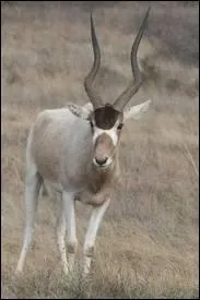 Quel est cet animal ?