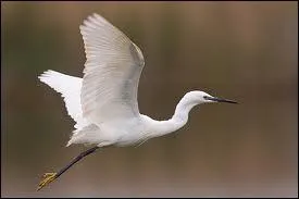 Quel est cet animal ?