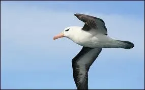 Quel est cet animal ?