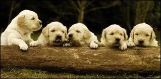 Quelle est cette race ?