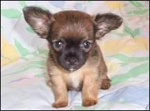 Quelle est cette race ?