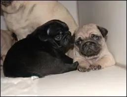 Quelle est cette race ?