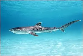 Quelle est l'espèce de ce requin ?