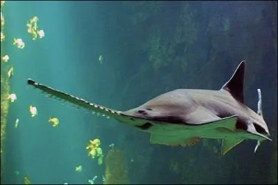 Quelle est l'espèce de ce requin ?