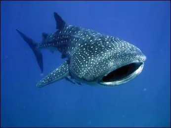 Quelle est l'espèce de ce requin ?