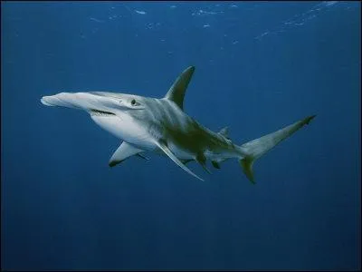 Quelle est l'espèce de ce requin ?