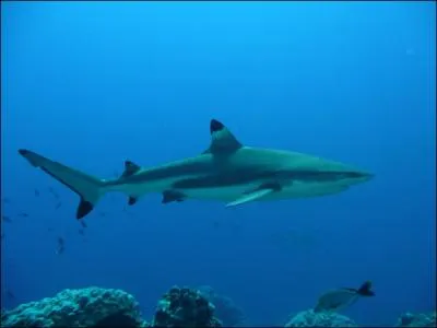 Quelle est l'espèce de ce requin ?
