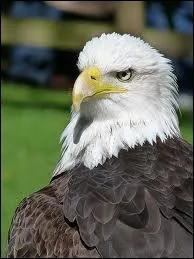 Ce magnifique rapace, nomm Aigle chauve, est le symbole de ?