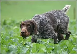Se dit des chiens de chasse quand ils sentent la bête, le cerf, le sanglier : ils halènent.