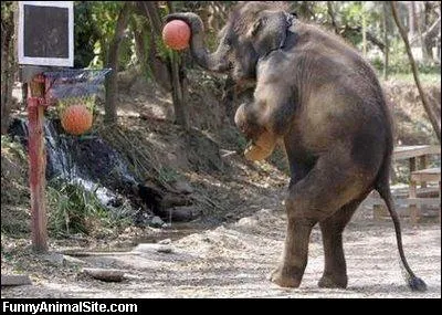 Combien y-a-t-il de joueurs, durant un match, sur un terrain de basket-ball ?