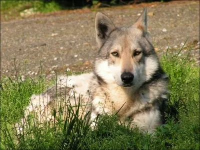 Le chien-loup de Saarloos est un hybride issu du croisement :