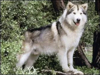 Le malamute est un hybride issu du croisement :