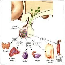 Cette glande, en arrire de l'estomac, suit la courbe du duodnum. Elle joue un rle dans la rgulation de la glycmie. Il s'agit ...