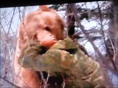 Un grizzly vous attaque, il est trop tard pour s'chapper, que faire ?