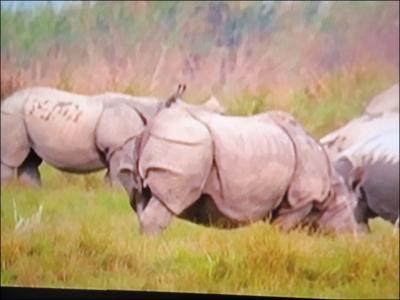 Les rhinocros d'Inde et de Java ont une particularit !