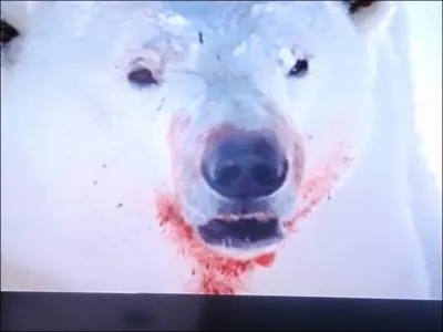 L'ours polaire peut tuer un lphant de mer mle !