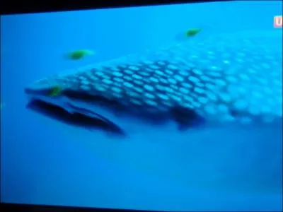 Ces points blancs devraient vous rappeler quelque chose !