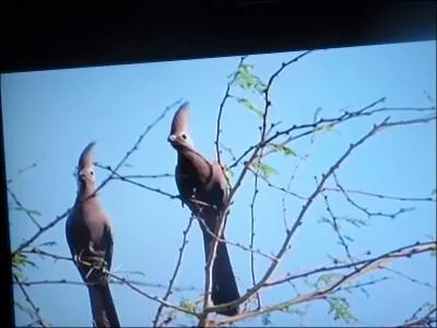 Ils vivent en Australie, ce sont ...