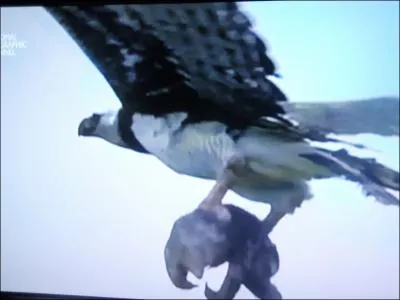 C'est le plus grand rapace prdateur d'Amrique du Sud !