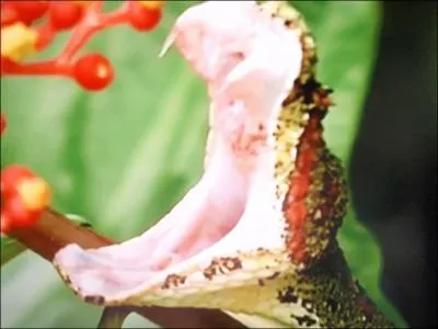 Avec quoi le serpent vous mord-il ?