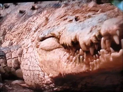 Lorsque le crocodile a la gueule ferme ...