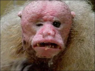 Pauvre singe et la nature ne lui a pas fait de cadeau mais il peut tout de mme tre gentil car les chercheurs ne l'ont jamais vu se battre ?