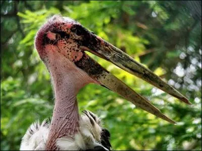 Oiseau d'Afrique. Ce n'est peut-tre pas le plus moche mais assez pour tre dans mon quizz.