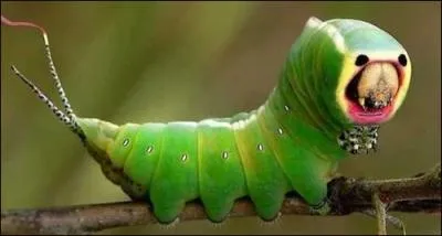 Lpidoptre trs moche, qui donnera un papillon aussi moche, c'est la chenille ?