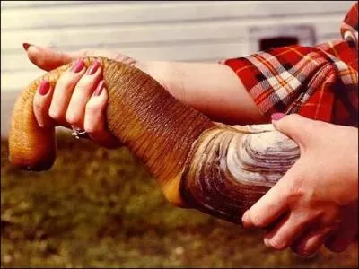 Gros mollusque ressemblant  un boudin  coquille, surnomm l'angle mort du point de vue animal ?