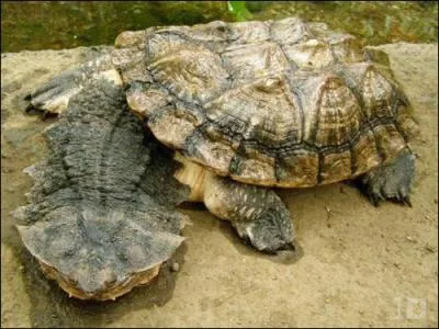 La tortue la plus moche de tous les temps, c'est sans doute la  Chelus fimbriata  mais en langue non-scientifique comment l'appelle-t-on ?