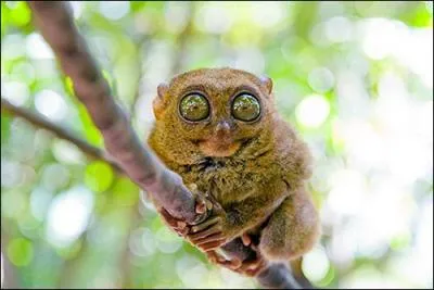 Si on ne voit pas ses yeux il est assez mignon mais quand on voit ses yeux plus gros que le cerveau ! Une sorte de singe ?