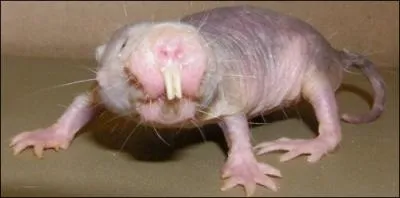 C'est une sorte de nems  pattes, seul avantage, elle ne peut pas attraper le cancer ?